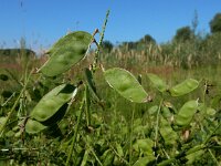 Vicia cracca 37, Vogelwikke, Saxifraga-Ed Stikvoort