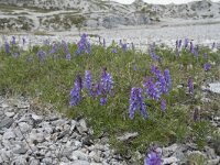 Vicia cracca 38, Vogelwikke, Saxifraga-Willem van Kruijsbergen