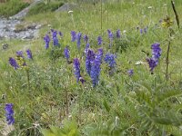 Vicia cracca 39, Vogelwikke, Saxifraga-Willem van Kruijsbergen