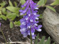 Vicia cracca 40, Vogelwikke, Saxifraga-Willem van Kruijsbergen