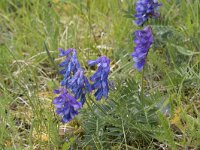 Vicia cracca 41, Vogelwikke, Saxifraga-Willem van Kruijsbergen