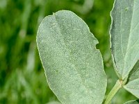 Vicia faba 5, Saxifraga-Sonja Bouwman  Tuinboon - Vicia faba - Fabaceae familie