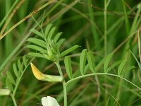 Vicia grandiflora