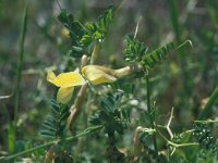 Vicia hybrida 26, Saxifraga-Jan van der Straaten