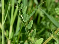 Vicia lutea 24, Gele wikke, Saxifraga-Sonja Bouwman  843. Gele wikke - Vicia lutea - Fabaceae familie (i)