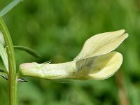 Vicia lutea 26, Gele wikke, Saxifraga-Sonja Bouwman  843. Gele wikke - Vicia lutea - Fabaceae familie (i)