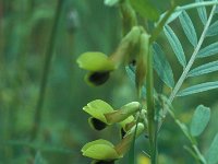 Vicia melanops