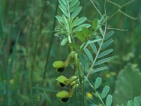 Vicia melanops 2, Saxifraga-Jan van der Straaten