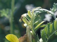 Vicia melanops 3, Saxifraga-Jan van der Straaten