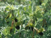 Vicia melanops 4, Saxifraga-Jan van der Straaten