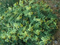 Vicia melanops 5, Saxifraga-Jan van der Straaten