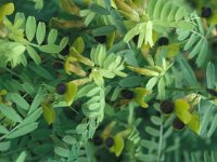 Vicia melanops 6, Saxifraga-Jan van der Straaten