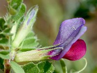 Vicia sativa ssp sativa 70, Saxifraga-Sonja Bouwman  Voederwikke - Vicia sativa ssp. sativa - Fabaceae familie