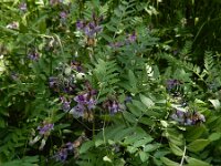 Vicia sepium 22, Heggenwikke, Saxifraga-Ed Stikvoort