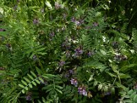 Vicia sepium 23, Heggenwikke, Saxifraga-Ed Stikvoort