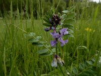 Vicia sepium 24, Heggenwikke, Saxifraga-Ed Stikvoort