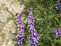 Vicia tenuifolia 10, Stijve wikke, Saxifraga-Jan van der Straaten