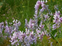 Vicia tenuifolia 13, Stijve wikke, Saxifraga-Ed Stikvoort