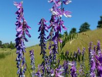 Vicia tenuifolia 14, Stijve wikke, Saxifraga-Ed Stikvoort