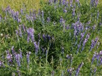 Vicia tenuifolia 15, Stijve wikke, Saxifraga-Ed Stikvoort