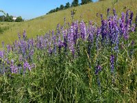 Vicia tenuifolia 18, Stijve wikke, Saxifraga-Ed Stikvoort