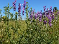 Vicia tenuifolia 19, Stijve wikke, Saxifraga-Ed Stikvoort