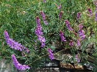 Vicia tenuifolia 2, Stijve wikke, Saxifraga-Willem van Kruijsbergen