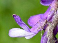 Vicia tenuifolia 24, Stijve wikke, Saxifraga-Sonja Bouwman  1062. Stijve wikke - Vicia tenuifolia - Fabaceae familie (i)