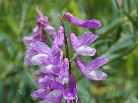 Vicia tenuifolia 6, Stijve wikke, Saxifraga-Willem van Kruijsbergen