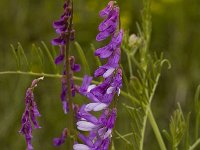 Vicia tenuifolia 7, Stijve wikke, Saxifraga-Marijke Verhagen