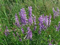 Vicia tenuifolia 8, Stijve wikke, Saxifraga-Jan Willem Jongepier