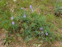 Vicia variegata