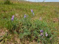 Vicia variegata 2, Saxifraga-Ed Stikvoort