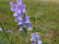 Vicia variegata 3, Saxifraga-Ed Stikvoort