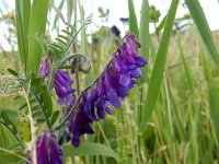 Vicia villosa 29, Bonte wikke, Saxifraga-Peter Meininger