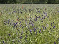 Vicia villosa 30, Bonte wikke, Saxifraga-Willem van Kruijsbergen