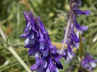 Vicia villosa 32, Bonte wikke, Saxifraga-Willem van Kruijsbergen