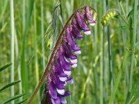 Vicia villosa 41, Bonte wikke, Saxifraga-Hans Grotenhuis