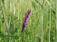 Vicia villosa 42, Bonte wikke, Saxifraga-Hans Grotenhuis