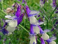 Vicia villosa 43, Bonte wikke, Saxifraga-Hans Grotenhuis