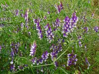 Vicia villosa 45, Bonte wikke, Saxifraga-Hans Grotenhuis