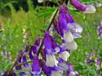 Vicia villosa 46, Bonte wikke, Saxifraga-Hans Grotenhuis