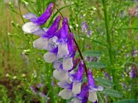 Vicia villosa 48, Bonte wikke, Saxifraga-Hans Grotenhuis