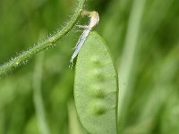 Vicia villosa ssp villosa 35, Zachte wikke, Saxifraga-Sonja Bouwman