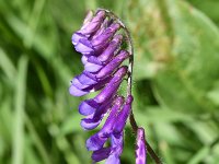 Vicia villosa ssp villosa 39, Zachte wikke, Saxifraga-Sonja Bouwman