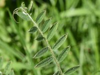 Vicia villosa ssp villosa 40, Zachte wikke, Saxifraga-Sonja Bouwman