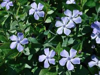 Vinca difformis 34, Saxifraga-Harry Jans