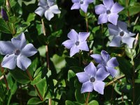 Vinca difformis 37, Saxifraga-Harry Jans