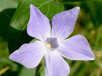 Vinca difformis 39, Saxifraga-Sonja Bouwman  Intermediate periwinkle - Vinca difformis - Apocynaceae familie; Praia da Boca do Rio (Pt)