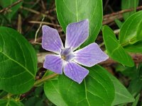 Vinca difformis 42, Saxifraga-Hans Grotenhuis